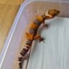 (B251714) (Betina) Tangerine Albino (Dob 1.10.25) Gecko Reptil Jakarta l Repjak
