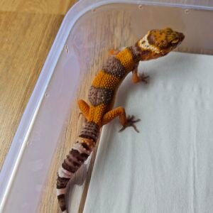 (B251714) (Betina) Tangerine Albino (Dob 1.10.25) Gecko Reptil Jakarta l Repjak