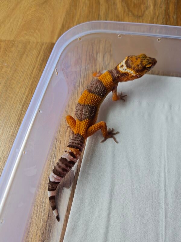 (B251714) (Betina) Tangerine Albino (Dob 1.10.25) Gecko Reptil Jakarta l Repjak