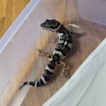 Leopard Gecko Mack Snow