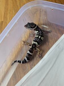 Leopard Gecko Mack Snow