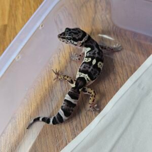 Leopard Gecko Mack Snow