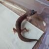 (R250864) (Jantan) Super Snow het Bell MP Eclips (Dob 28.10.25) (Super rare gene)  Gecko Reptil Jakarta l Repjak