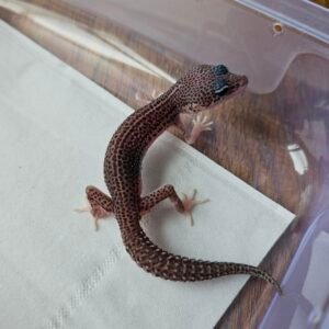 (R250864) (Jantan) Super Snow het Bell MP Eclips (Dob 28.10.25) (Super rare gene)  Gecko Reptil Jakarta l Repjak