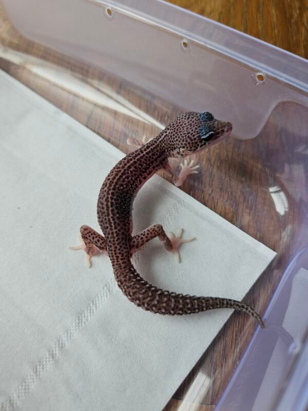 (R250864) (Jantan) Super Snow het Bell MP Eclips (Dob 28.10.25) (Super rare gene)  Gecko Reptil Jakarta l Repjak