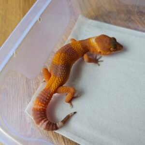 (B251722) (Betina) Sunglow (Dob 27.9.25) Gecko Reptil Jakarta l Repjak