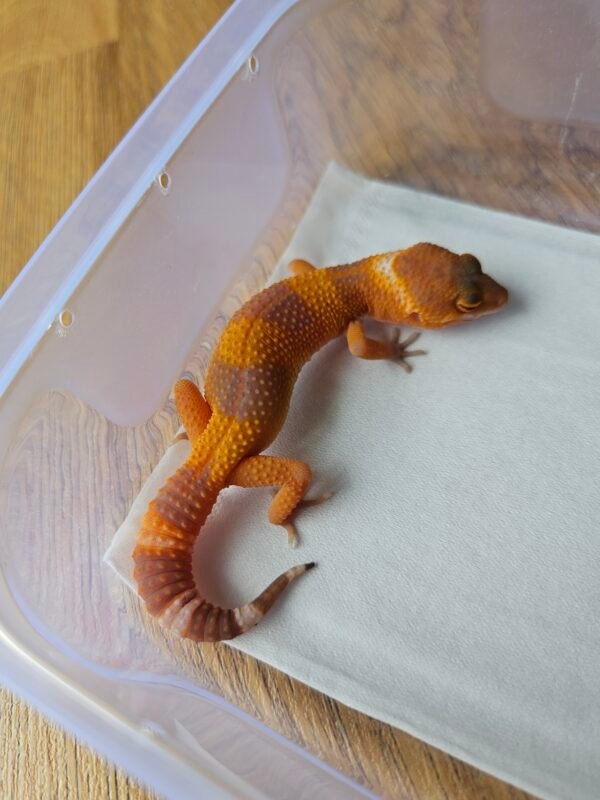 (B251722) (Betina) Sunglow (Dob 27.9.25) Gecko Reptil Jakarta l Repjak