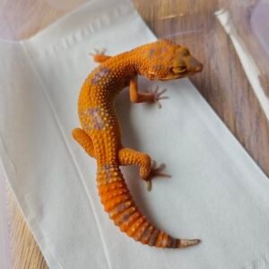(B251719) (Betina) Sunspot (Dob 15.8.25) Nice color (Minus) Gecko Reptil Jakarta l Repjak