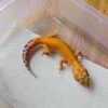 (B251577) (Jantan) 4PTOR ph RAPTOR (Dob 2.9.25) Gecko Reptil Jakarta l Repjak