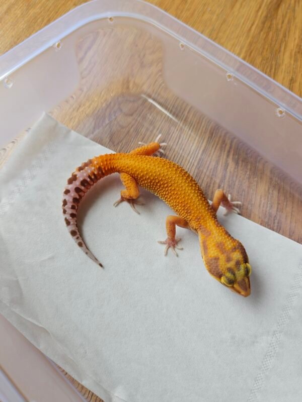 (B251577) (Jantan) 4PTOR ph RAPTOR (Dob 2.9.25) Gecko Reptil Jakarta l Repjak