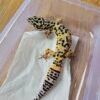 (B251502) (Betina) Tangerine Afghan Cross ph RAPTOR (Dob 21.6.24) Gecko Reptil Jakarta l Repjak
