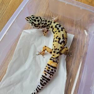 (B251502) (Betina) Tangerine Afghan Cross ph RAPTOR (Dob 21.6.24) Gecko Reptil Jakarta l Repjak