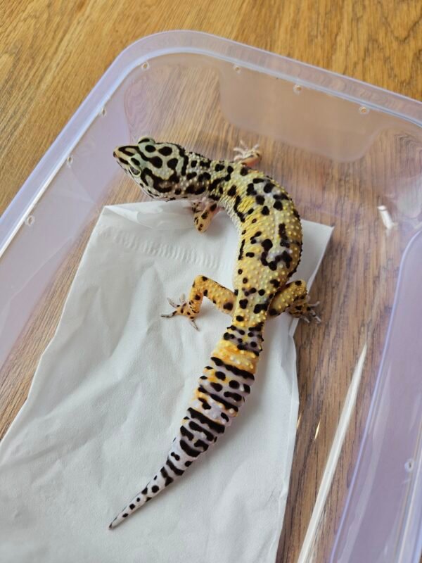(B251502) (Betina) Tangerine Afghan Cross ph RAPTOR (Dob 21.6.24) Gecko Reptil Jakarta l Repjak