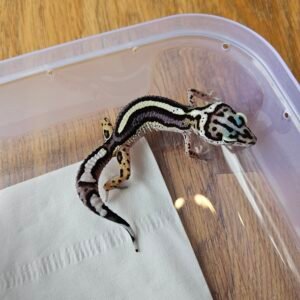 (R250693) (Betina) Bold Stripe poss Snow ph Tremper (Dob 26.9.25) Gecko Reptil Jakarta l Repjak