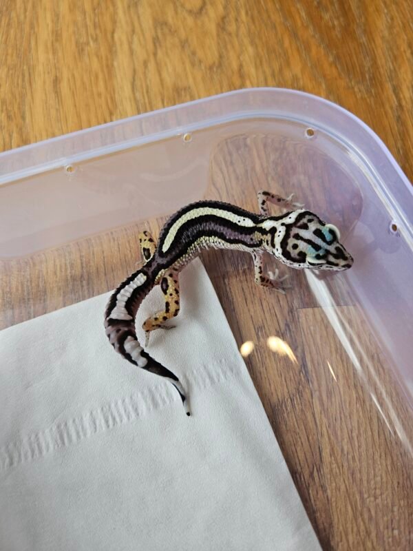 (R250693) (Betina) Bold Stripe poss Snow ph Tremper (Dob 26.9.25) Gecko Reptil Jakarta l Repjak