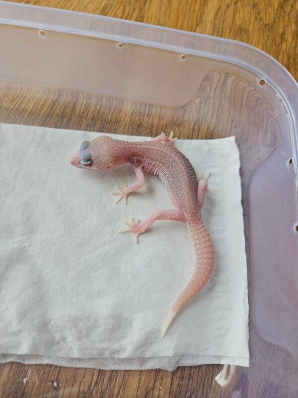 (B251419) (Betina) Black Night Super RAPTOR (Dob 24.9.25) (RARE) Gecko Reptil Jakarta l Repjak