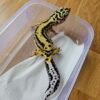 (L223) (Betina) Bold Stripe het Tremper (Big Body) (Dob 9.11.24) Gecko Reptil Jakarta l Repjak