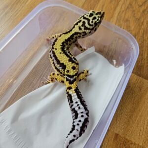 (L223) (Betina) Bold Stripe het Tremper (Big Body) (Dob 9.11.24) Gecko Reptil Jakarta l Repjak