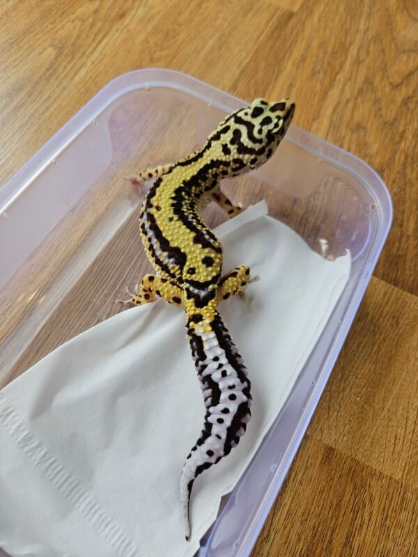 (L223) (Betina) Bold Stripe het Tremper (Big Body) (Dob 9.11.24) Gecko Reptil Jakarta l Repjak