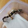 20251215_104021 (R250821) (Betina) Jungle Black Night Cross ph Tremper (Dob 21.10.25) Gecko Reptil Jakarta l Repjak