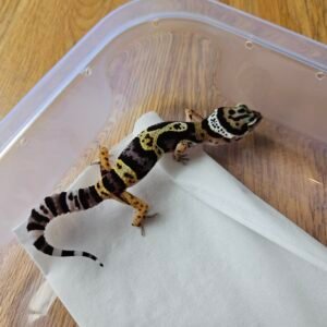 (R250821) (Betina) Jungle Black Night Cross ph Tremper (Dob 21.10.25) Gecko Reptil Jakarta l Repjak