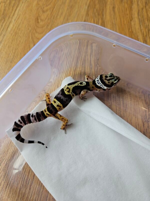 20251215_104021 (R250821) (Betina) Jungle Black Night Cross ph Tremper (Dob 21.10.25) Gecko Reptil Jakarta l Repjak