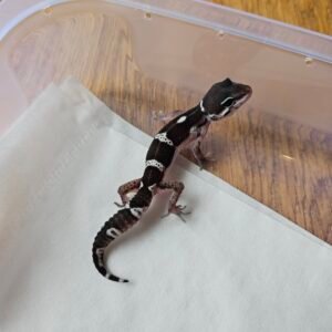 (R250929) (Betina) Mack Snow Black Night het Tremper (Dob 17.11.25) Gecko Reptil Jakarta l Repjak