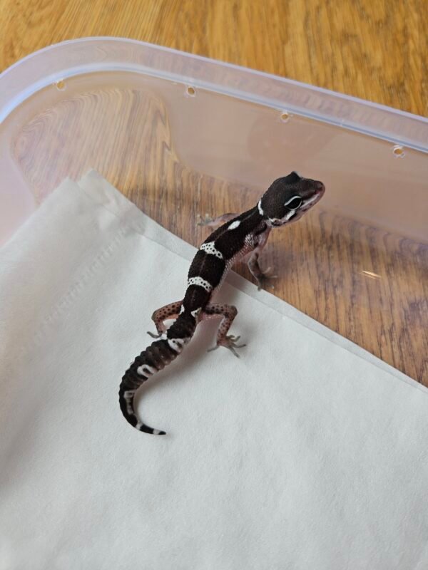 (R250929) (Betina) Mack Snow Black Night het Tremper (Dob 17.11.25) Gecko Reptil Jakarta l Repjak
