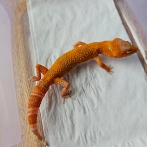 (B251689) (Jantan) Sunglow (Dob 20.8.25) Gecko Reptil Jakarta l Repjak