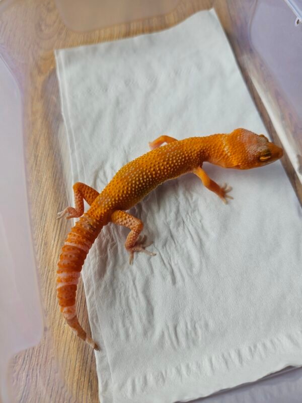 (B251689) (Jantan) Sunglow (Dob 20.8.25) Gecko Reptil Jakarta l Repjak