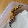 (B251233) Tangerine ph Tremper (Dob 28.8.25) Gecko Reptil Jakarta l Repjak
