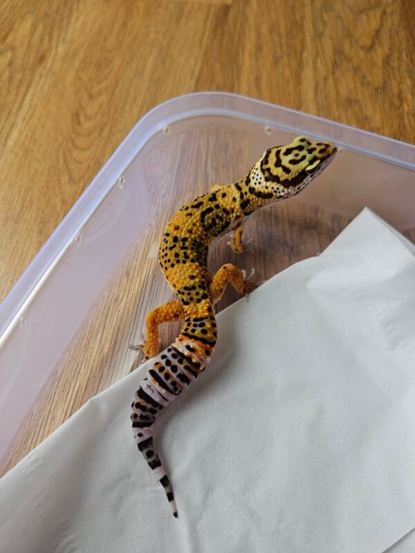 (B251233) Tangerine ph Tremper (Dob 28.8.25) Gecko Reptil Jakarta l Repjak