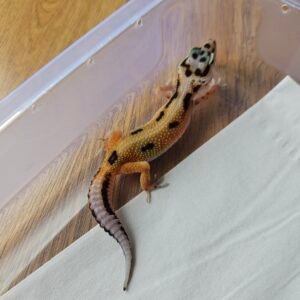 (B251356) (Betina) White and Yellow Jungle het Tremper (Dob 12.9.25) Gecko Reptil Jakarta l Repjak