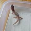 20251215_104325 (R250943) (Incub Betina) Black Night Cotton ph Tremper (Dob 31.10.25) Gecko Reptil Jakarta l Repjak