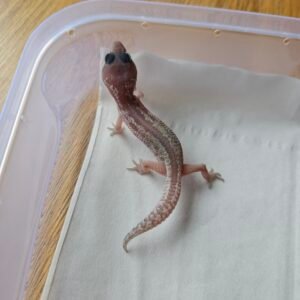 (R250943) (Incub Betina) Black Night Cotton ph Tremper (Dob 31.10.25) Gecko Reptil Jakarta l Repjak