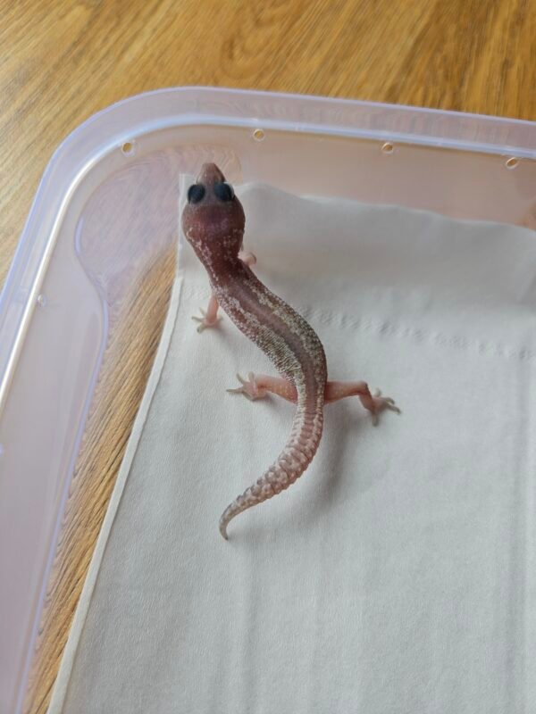 20251215_104325 (R250943) (Incub Betina) Black Night Cotton ph Tremper (Dob 31.10.25) Gecko Reptil Jakarta l Repjak