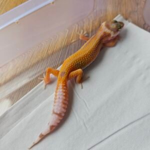 (B251398) (Betina) 4PTOR poss White and Yellow Gecko Reptil Jakarta l Repjak