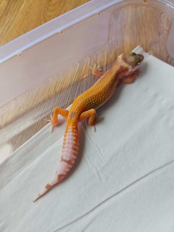(B251398) (Betina) 4PTOR poss White and Yellow Gecko Reptil Jakarta l Repjak