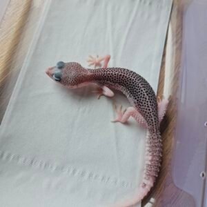 (B250017) (Betina) Pied het Blizzard ph Diablo Blanco (Dob 7.4.25) Gecko Reptil Jakarta l Repjak