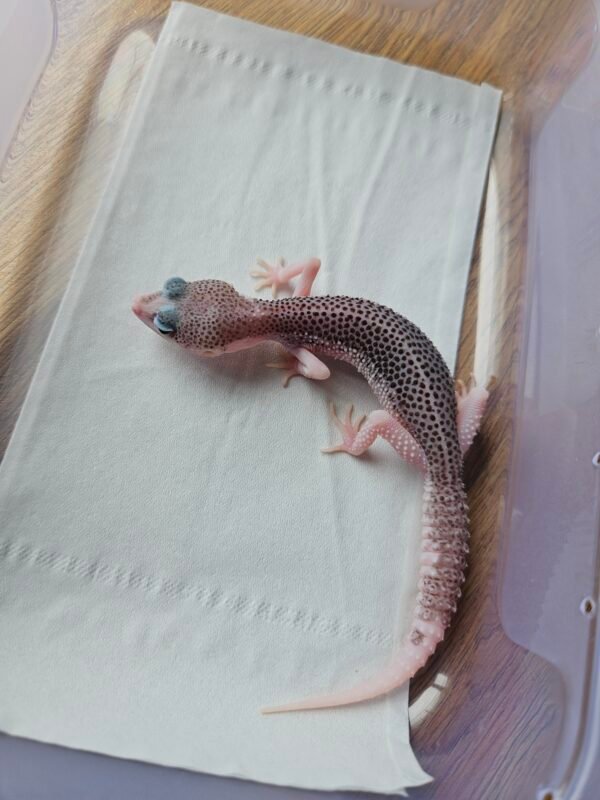 (B250017) (Betina) Pied het Blizzard ph Diablo Blanco (Dob 7.4.25) Gecko Reptil Jakarta l Repjak