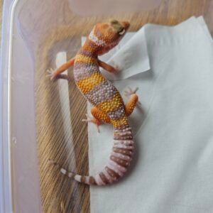 (B251711) (Betina) Tremper Emerine Bold Banded (Dob 5.10.25) (Minus) Gecko Reptil Jakarta l Repjak
