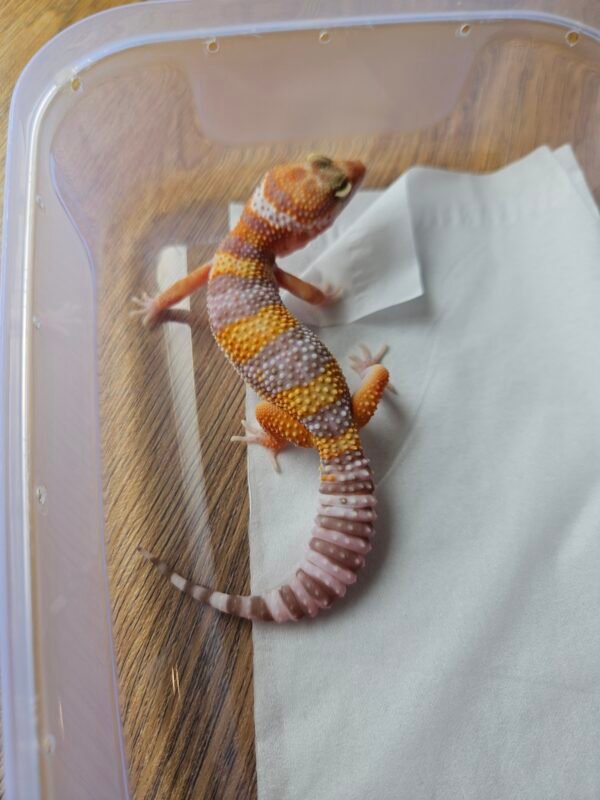 20251215_104454 (B251711) (Betina) Tremper Emerine Bold Banded (Dob 5.10.25) (Minus) Gecko Reptil Jakarta l Repjak