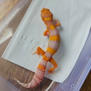 (B251699) (Betina) Bell Lavender (Dob 10.10.25) Gecko Reptil Jakarta l Repjak