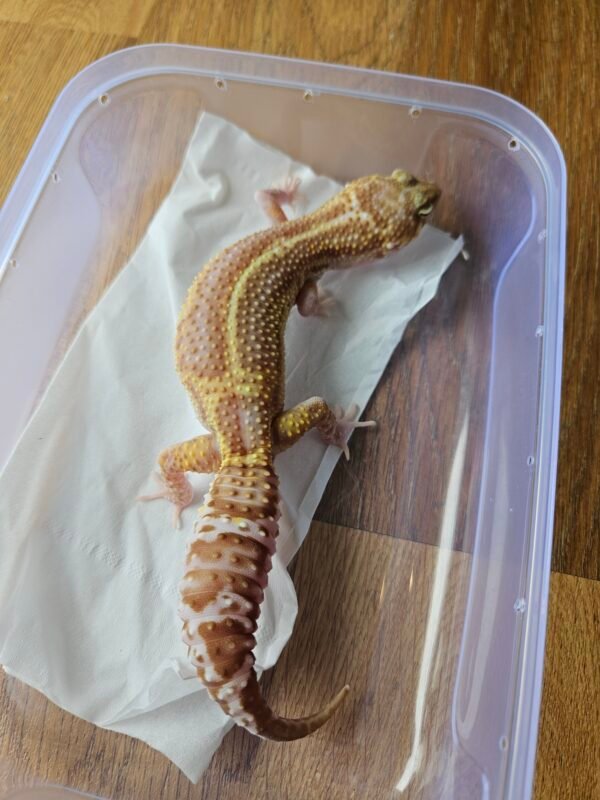 (L239) (Betina) Black Night Mack Snow RAPTOR Stripe (Dob 10.11.24) (RARE) Gecko Reptil Jakarta l Repjak