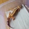 (B251440) (Betina) Tremper Bold Stripe (Dob 7.9.25) Gecko Reptil Jakarta l Repjak