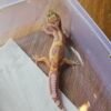 (R250794) (Betina) Mack Snow Tremper Jungle het RAPTOR (Dob 16.10.25) Gecko Reptil Jakarta l Repjak
