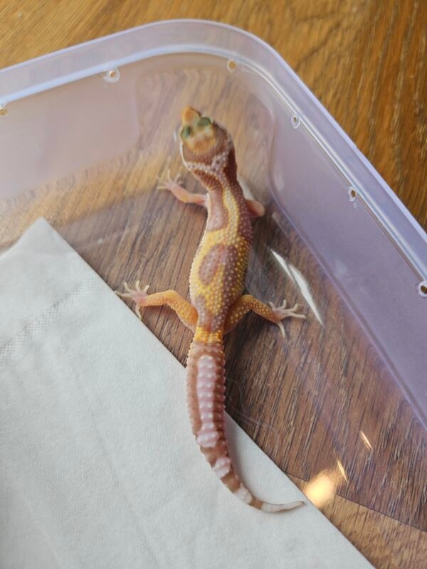 (R250794) (Betina) Mack Snow Tremper Jungle het RAPTOR (Dob 16.10.25) Gecko Reptil Jakarta l Repjak
