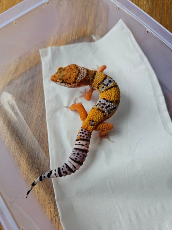 20251215_104825 (B251572) (Jantan) Tangerine ph Tremper (Dob 11.10.25) (Big Body) Gecko Reptil Jakarta l Repjak