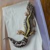 (L072) (Betina) Bold Stripe ph Tremper (10.10.24) Gecko Reptil Jakarta l Repjak