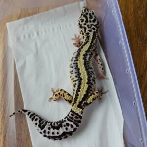 (L072) (Betina) Bold Stripe ph Tremper (10.10.24) Gecko Reptil Jakarta l Repjak